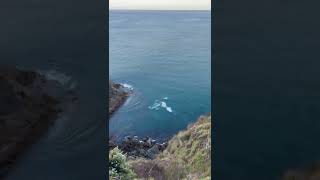 Rock fishing Raglan New Zealand (DANGER) #raglan #newzealand #fishing #nofilter #westcoast