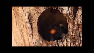 Il mondo degli uccelli webcam: Acacia Pied Barbet (Tricholaema leucomelas)