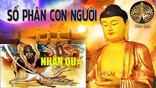 Câu Chuyện phật giáo hay nhất nhân quả báo ứng mới 2019 nghe kể truyện đêm khuya rơi nước mắt