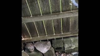 Using bleach to clean wood fence