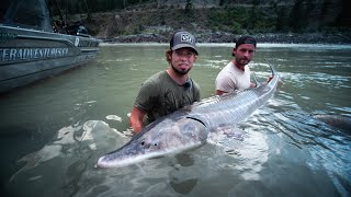 Giant White Sturgeon on the Fraser River - River Monster Adventures