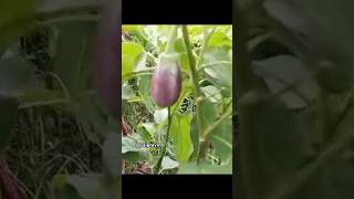 Minivlg #01🌿vegetables #farm #freshvegitable #konkan #villagelife #plantation #marathivlog