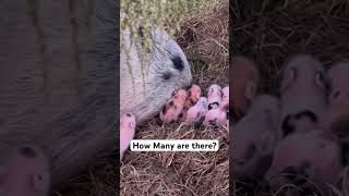 Baby farm animals. #homestead #homesteading #piglets #fypシ゚ #farmlife #piggy #pig #sausage #bacon