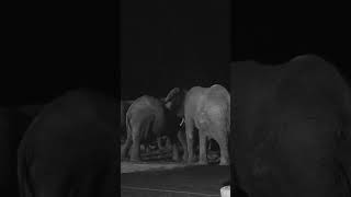 Elephant Sands Waterhole at Night #elephant #botswana #botswanasafari