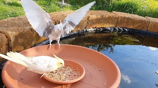 Cockatiels have a picnic at the lake