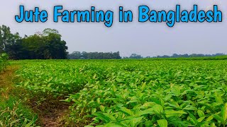 Jute Farming in Bangladesh