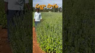 సబ్జా సాగు #shortvideo #youtubeshorts #agriculture #farming