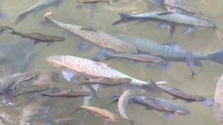 Fish Cave Mae Hong Son Thailand, Tham Lot Pla