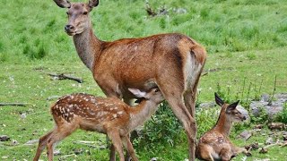 deer giving birth to baby fawns | deer giving birth to twins |