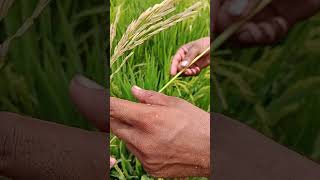 Stem borer attack in Rice and it's management |Cyber Agri Extension| دھان۔تنے کی سنڈی کا حملہ