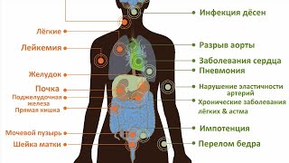 15 интересных фактов. Миф о том, что курение кальяна безвредно. На самом деле, курение кальяна ....