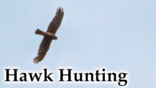 Harrier Hawk / Kahu Hunting