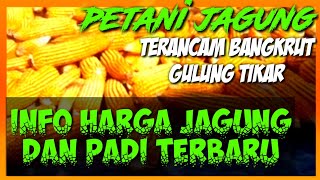 INFO..‼️HARGA JAGUNG DAN PADI TERBARU_5 NOVEMBER 2022