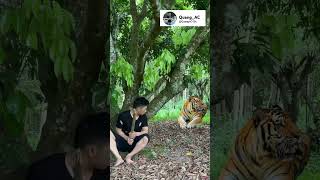 royal bengal tiger | stalking attack bengal tiger #tiger #bengal tiger