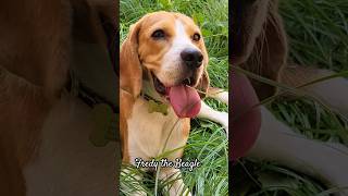 Beagle puppy Enjoying resting in the grass |#Shorts