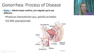 Bacterial Diseases - Urogential System