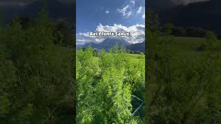 Wo kann man bio Artemisia annua kaufen? #kräuter #viral #artemisiaannua #shorts