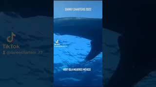 Whales sharks #short #shortsvideo #subscribe