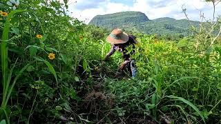 Seguimos escardando la milpa 🌽