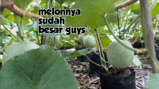 MELON RIO UMUR 35 HST, ALHAMDULILLAH BENTUK SEMPURNA NO BENJOL-BENJOL (9)