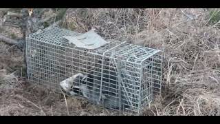 Got the Coon in the live trap yesterday. He will be on the table Thanksgiving Day.