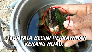 Waow!! Ternyata Begini Perkawinan Kerang Hijau ~ Kerang Hijau Selokan