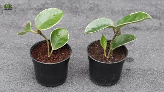 Hoya plant propagation and preparing potting mix