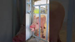 pigs🐷 funny video#funnypig#funny #ytviral #crazypig #funnyanimal #petviralvideos #funnyanimal