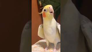 por que cortar as unhas da calopsita?#calopsitas#pets#viral#birds