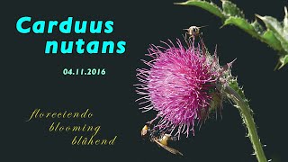 Carduus nutans, blühend, blooming floreciendo 04-Nov-2016 • 4K • trilingual