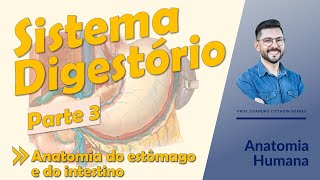 Sistema Digestório - Aula 03 - Anatomia do estômago e do intestino - Anatomia Humana