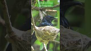 Bronzed drongo Building Nest| #indianwildlife #bird #butterfly #nature #nestingbird #nest