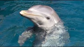 I SAW A DOLPHIN UNDERWATER!! WOW!!!