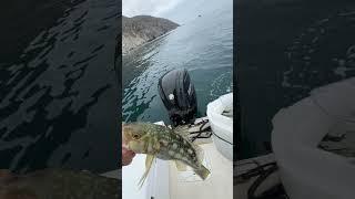 Tried to help him! #pov #nature #fishing #fail