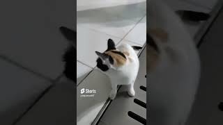 #shorts #cat #kitten #catto #trending #viral