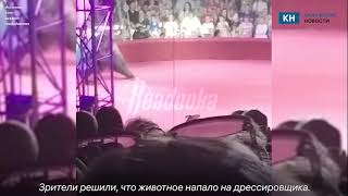 В цирке калужского наукограда произошел инцидент с медведицей