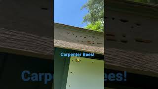 Carpenter Bees eat wood.  Usually at the fascia up high.  Woodpeckers eat them and make more holes.