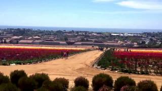 Flower fields of prettiness