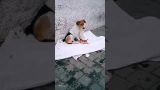 Sahipsiz kedi yavrularına annelik yapan köpek!