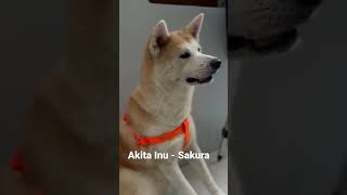 My Akita Inu