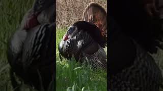 Wild Turkey #naturevideo #birdphotography