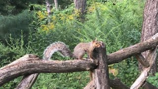 A beautiful afternoon at Central Park, Manhattan