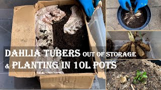 Dahlia tubers out of storage and planting in 10 litter pots | When and How to do?