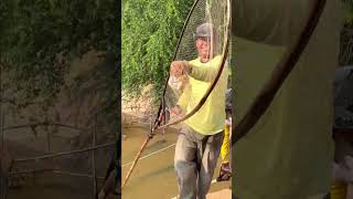 Real Life 100% Net Fishing In River At The Countryside.(Episode 85)