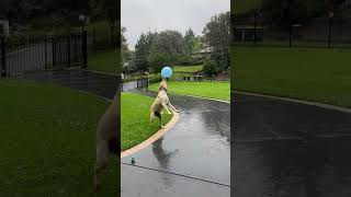 Volleydog 🎈 #labrador #goldens