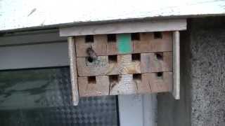 Mites on Mason Bee