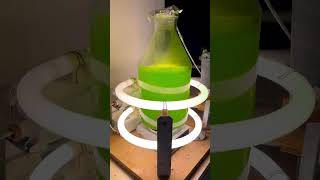 Microalgae