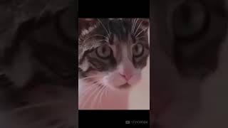 very funny cat and dogs compilation #short