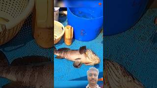 Grouper Fish Big Size Catchup #fishing #grouper #fish #seafishing #bigfish #fishcatching #viralvideo