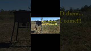 Deer Hunting Food Plot